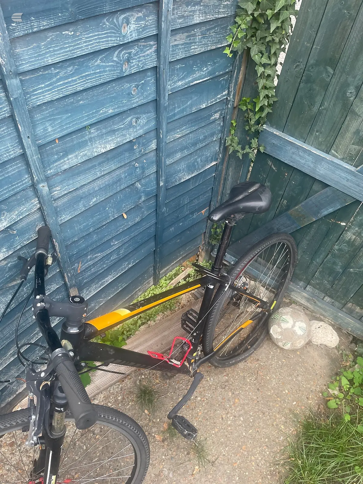 Black and yellow gravel or hybrid bike leaning against blue wooden shed doors, non-drive side, in overgrown garden setting with ivy and weeds.